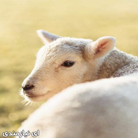 آموزش پرواربندی گوسفند و بز