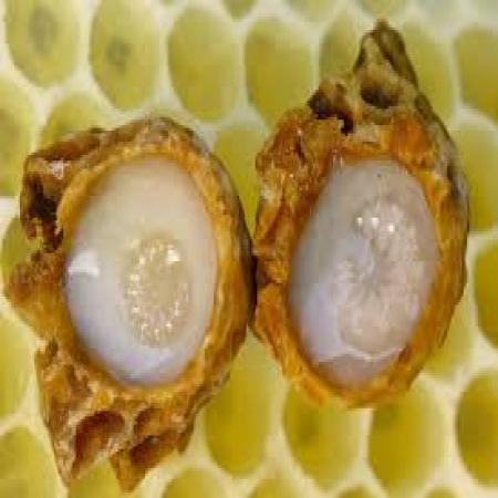 پرورش ملکه زنبور عسل و تولید ژل رویال اکسیر جوانی