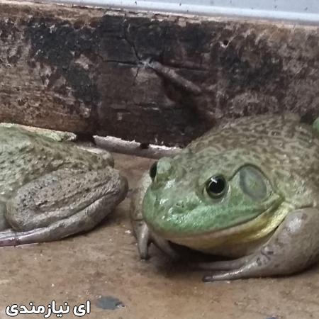 فروش قورباغه آزمایشگاهی و درمانی