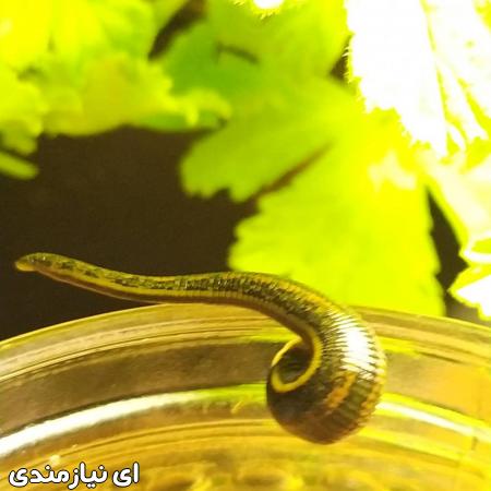دوره آموزشی پرورش و تکثیر زالو