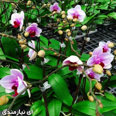 دوره آموزشی پرورش و تکثیر ارکیده