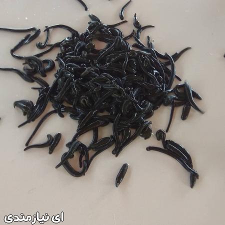 دوره آموزشی پرورش و تکثیر زالو