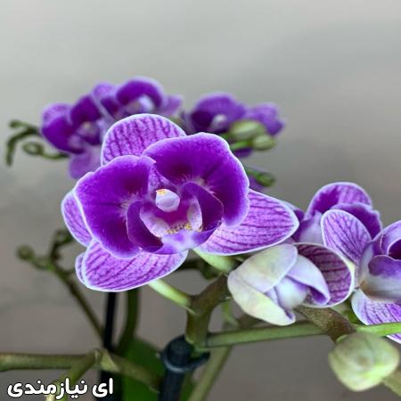 دوره آموزشی پرورش و تکثیر ارکیده
