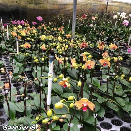 دوره آموزشی پرورش و تکثیر ارکیده
