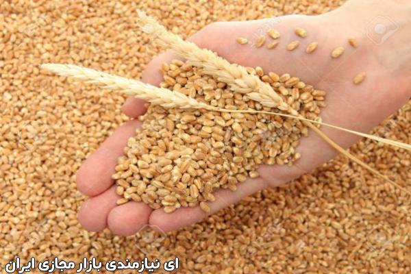 فروش بذر خیار شهاب نیکرسون