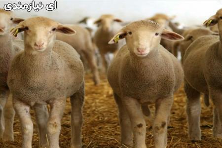 دوره آموزشی پرورش گوسفند و بز