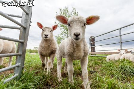 دوره آموزشی پرورش گوسفند و بز