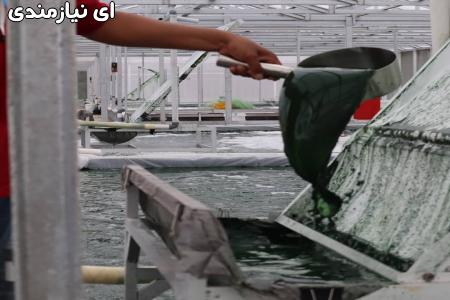 آموزش کشت و پرورش جلبک اسپیرولینا