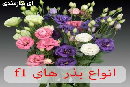 فروشگاه ظرافت ارائه کننده انواع بذر گل های f1