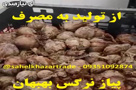 فروش بیواسطه پیاز گل نرگس شهلا بسیار معطر (بهبهان)