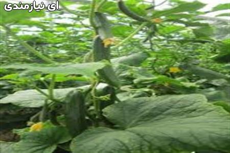 فروش بذر خیار ناگین