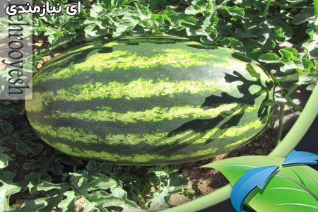 فروش بذر هندوانه سوپر ساتر میکادو