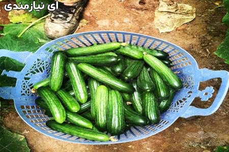 فروش بذر خیار تالیسا( Talisa )
