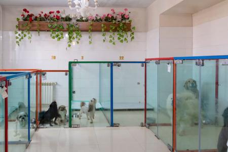 کلینیک دامپزشکی و بیمارستان شبانه روزی حیوانات و پت شاپ درین
