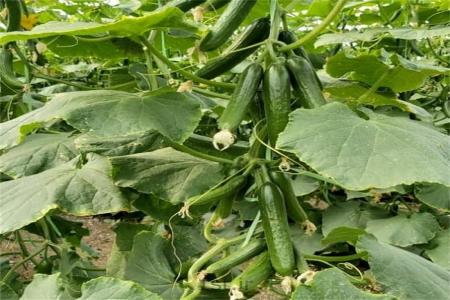 فروش بذر خیار سبا