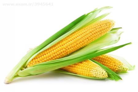 فروش بذر ذرت اکسن چوئیت