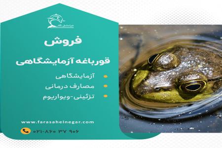 فروش قورباغه و وزغ آزمایشگاهی