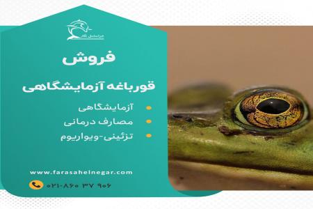 فروش قورباغه و وزغ آزمایشگاهی