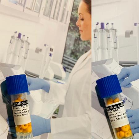 سوش باکتری salmonella enteriaca subsp