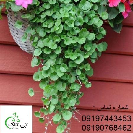بذر چمن ، بذر چمن دایکوندرا ،شبدر زینتی -
