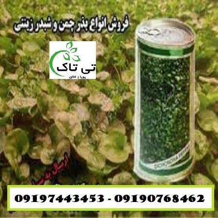 بذر چمن ، بذر چمن دایکوندرا ،شبدر زینتی -