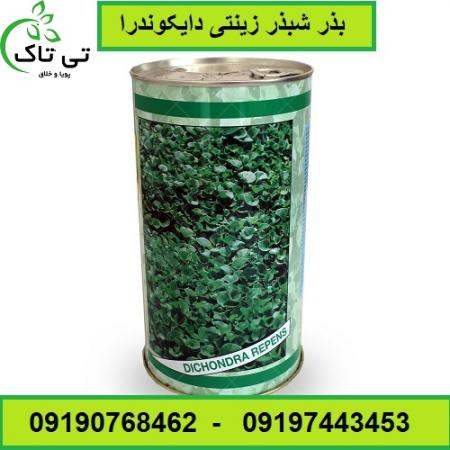 بذر چمن ، بذر چمن دایکوندرا ،شبدر زینتی -