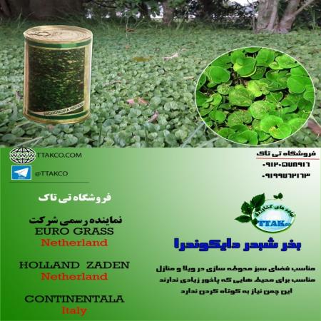 بذرچمن ، بذر چمن فوتبال