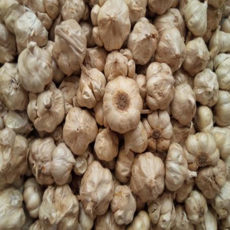تولیدکننده سیر سیاه، اعطای نمایندگی، قیمت عمده سیر سیاه، فروش عمده سیر سیاه