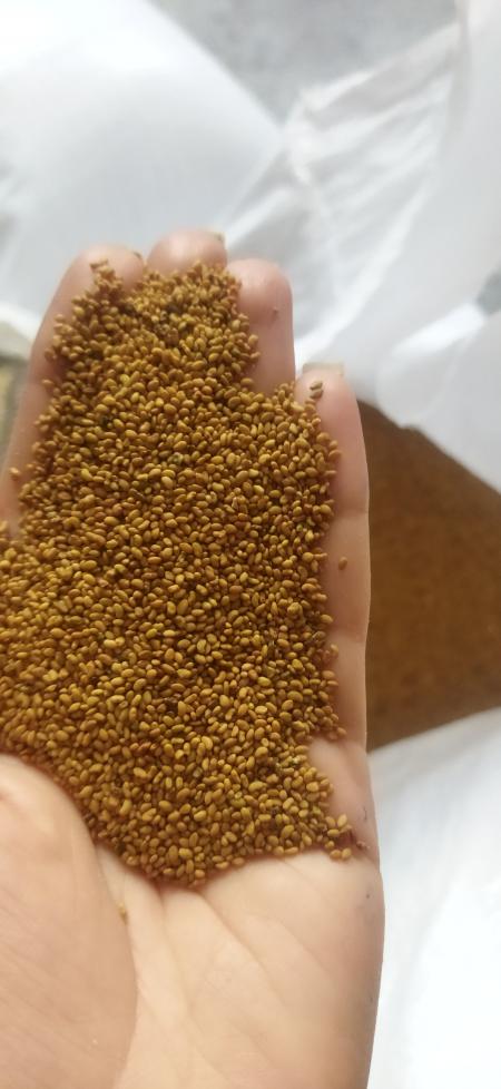 فروش بذر یونجه ،قیمت بذر یونجه