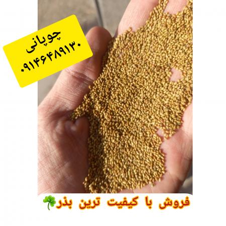 فروش بذر یونجه و انواع علوفه بوجاری و سس گیری شده