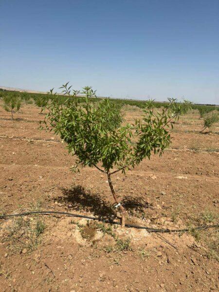 فروش باغات چهارهزارمتری مجتمع باغچه ای مزرعه بادام ...