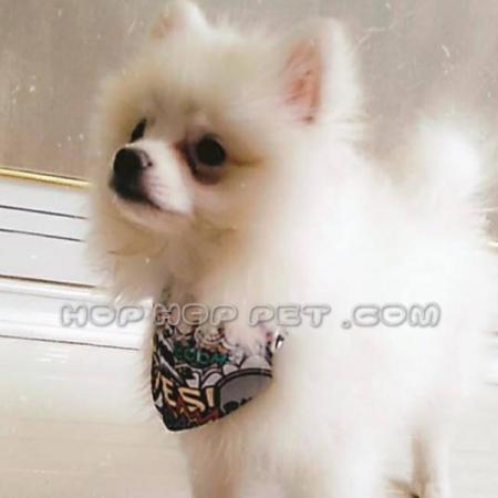 پرورش سگ نگهبان