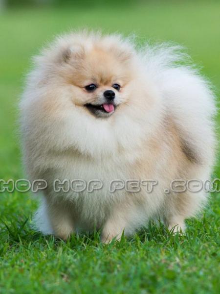 فروشگاه حیوانات خانگی