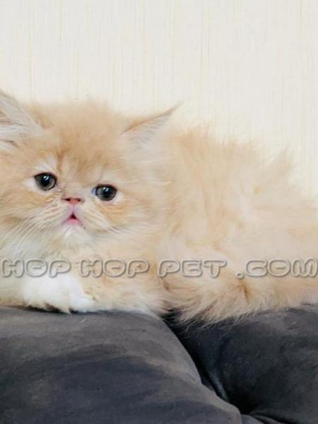 فروشگاه حیوانات خانگی