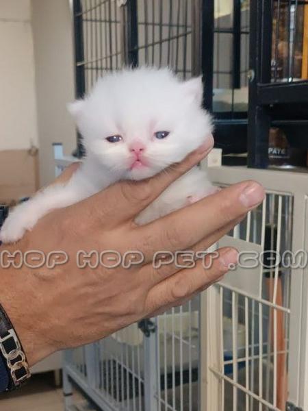 فروشگاه حیوانات خانگی