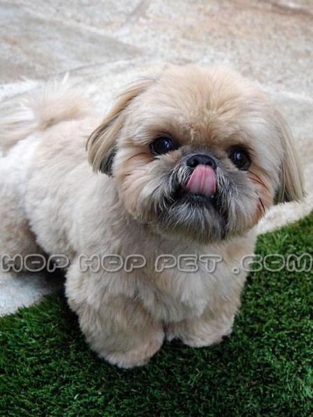 پرورش سگ نگهبان