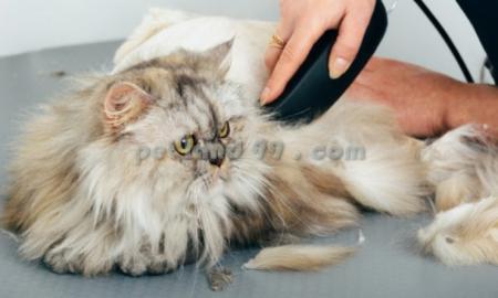 کوتاهی ناخن سگ و گربه