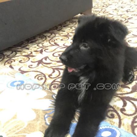 ‏‎قیمت سگ خانگی