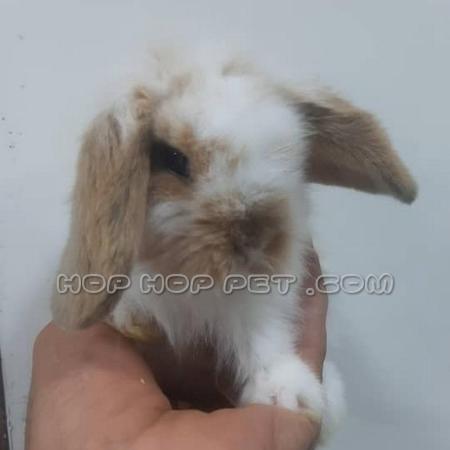 ‏‎فروشگاه پت و حیوانات خانگی