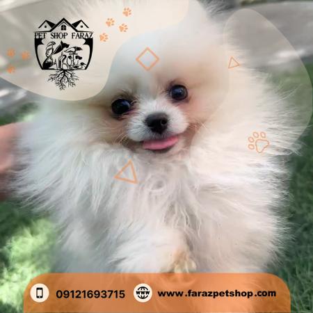 واکسیناسیون و سلامت پاپی