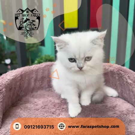واکسیناسیون و سلامت پاپی