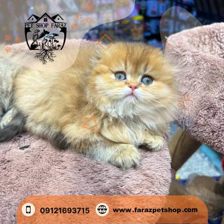 واکسیناسیون و سلامت پاپی