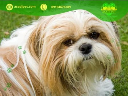 توله سگ پامرانین عظیمیه کرج