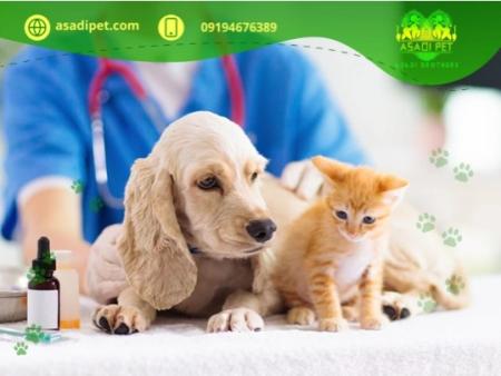 توله سگ پامرانین عظیمیه کرج