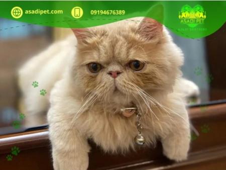 توله سگ پامرانین عظیمیه کرج