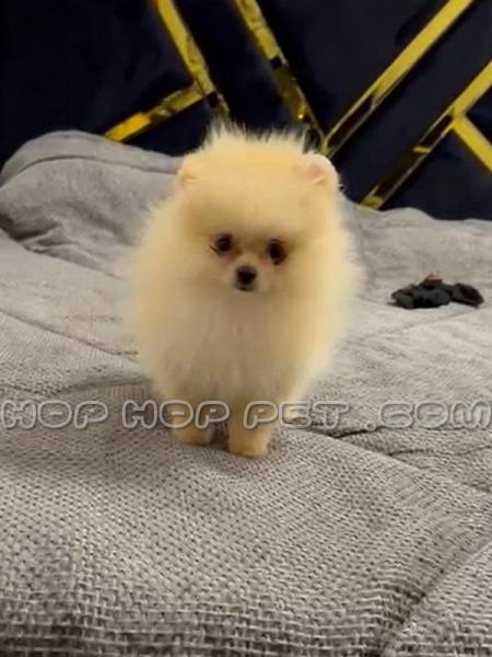 سگ های آپارتمانی کوچک