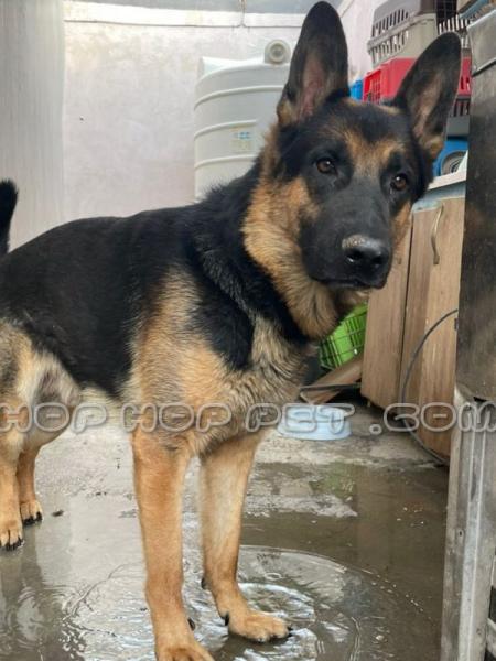 سگ شیتزو سفید آرایش شده