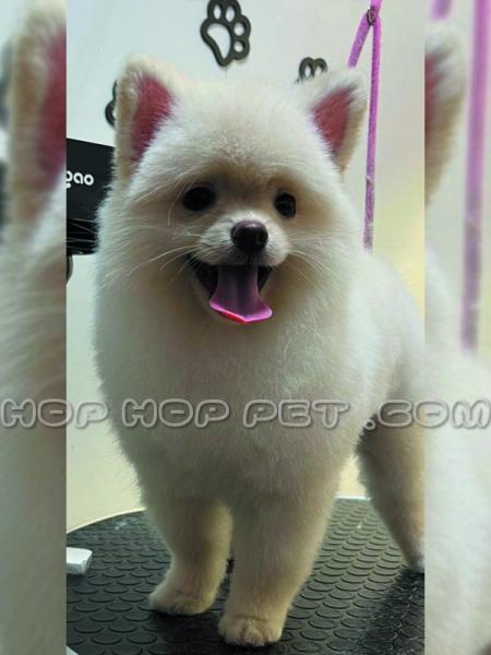 سگ شیتزو سفید آرایش شده