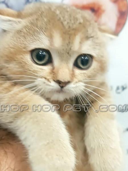 سگ های آپارتمانی کوچک