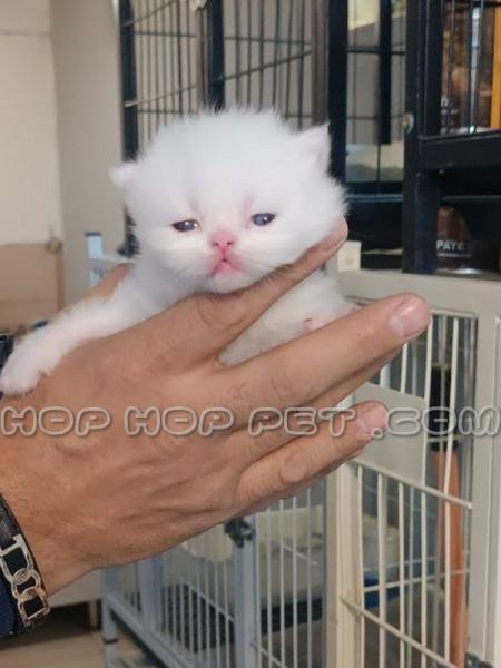 سگ های آپارتمانی کوچک